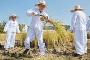 크기변환_크기변환_2-1. 아산시 ‘에코 농(農) 파크’ 예정지서 ‘전통 벼 베기’ 행사 열려.jpg