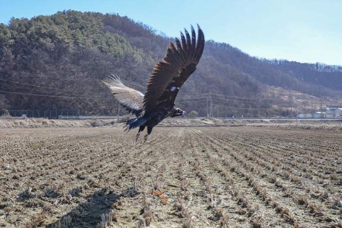 [크기변환]독수리방생(동물위생방역과)_4.jpg