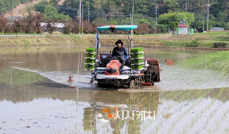 [크기변환]사본 -농업정책과(동면 첫 모내기)3.jpg