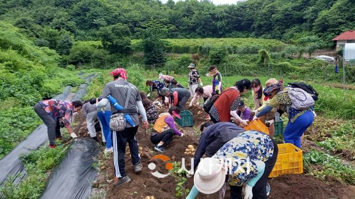 f_휴양마을 관련 - 유구 동해 감자캐기체험.jpg