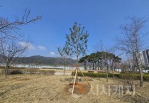 ‘천년 명품목’ 홍예공원에 뿌리내렸다