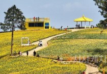 한국섬진흥원 4월의 섬…‘수선화 섬 신안 선도’ 선정