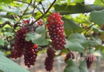 대전시, 씨 없는 포도‘델라웨어’ 출하