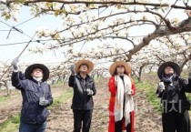 아산시의회, 과수농가 위한 배 인공수분 일손돕기