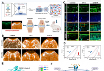순천향대 이병택 교수 연구팀, 차세대 3D 바이오프린팅 연골 치료소재 개발