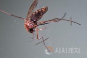 f_모기(보건환경연구원).jpg