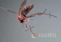 세종시, 올해 일본뇌염 매개모기 첫 출현