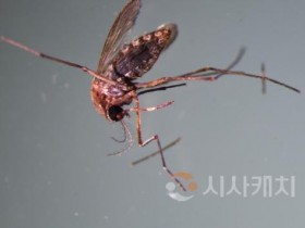f_모기(보건환경연구원).jpg