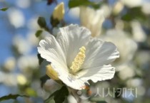 f_2. 대전 한밭수목원, 무궁화 은상 수상작 시민 품으로1(배달계 품종).jpg