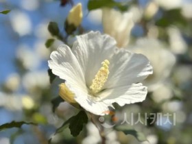 f_2. 대전 한밭수목원, 무궁화 은상 수상작 시민 품으로1(배달계 품종).jpg