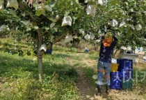 아산시, 초록배 ‘그린시스’ 수확 시작