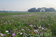 f_관광과(봉선 홍경사지에 조성된 코스코스 꽃밭) (1).png