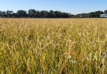 f_3일 당진시 송악읍 논에서 재배한 움벼.jpg