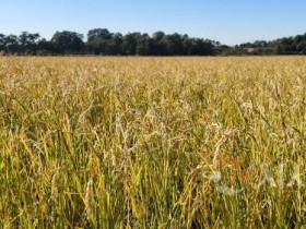 f_3일 당진시 송악읍 논에서 재배한 움벼.jpg