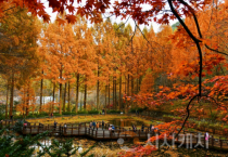 '단풍은 절정인데 진입로는 극심 정체' 장태산휴양림 한 달간 교통대책 추진