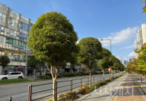 세종시, 가로수 종합계획 수립·시민 참여로 아름다운 거리 조성