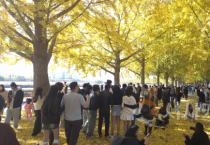 아산 곡교천 은행나무길 ‘황금빛 가을 정취 절정’