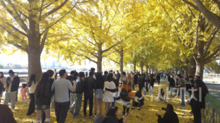 f_7. 아산 곡교천 은행나무길 ‘황금빛 가을 정취 절정’ (1).png