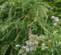 세종고복자연공원 호랑나비서식처 환경대상 '최우수'