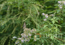 세종고복자연공원 호랑나비서식처 환경대상 '최우수'