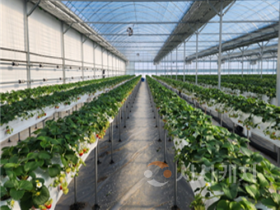 [크기변환]2. 아산시, ‘스마트팜 사관학교’ 청년농업인 입주…본격 가동 (2).png