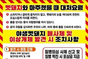 [크기변환]대전 도심 멧돼지 출몰… 시민 행동요령 안내(수시).jpg