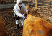 f_구제역 백신접종 긴급시행(동물정책과).png