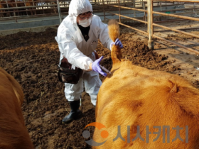 f_구제역 백신접종 긴급시행(동물정책과).png