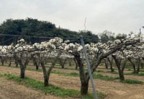 과수 개화기 빨라…저온 피해 예방해야