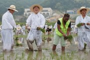 박경귀 아산시장, “손 모내기 체험”…전통 농법 보존·계승 축제로 키울 것