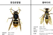 여름철 벌 조심하세요