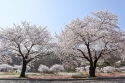 ‘아트밸리 아산 제2회 아산온천 벚꽃축제’ 개최