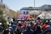 박경귀 시장, “아산온천 벚꽃축제” 10년, 20년 지속 축제로 키우겠다