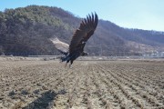 폐사직전 독수리, 창공으로 날았다