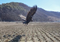 폐사직전 독수리, 창공으로 날았다