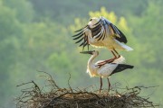 충남도, 예산 황새공원 생태관광지역 지정