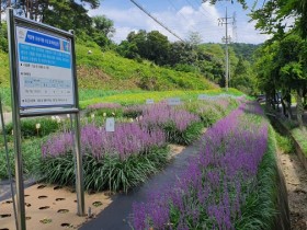 충남도, “맥문동” 지역 특화 약용작물로 키운다