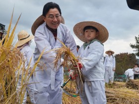“풍년이네” 외암민속마을 황금들녘…“전통 벼 베기 체험”