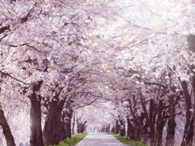 아트밸리 아산 제2회 아산온천 벚꽃축제 “벚꽃” 만든다
