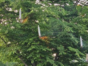 세종시, 2024 세종낙화축제